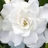 janice_love